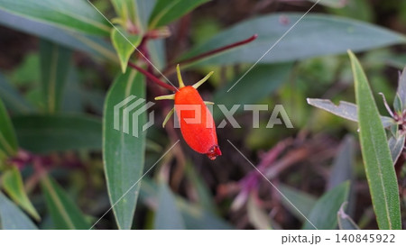 Lipstick Plant Aeschynanthus speciosus 140845922