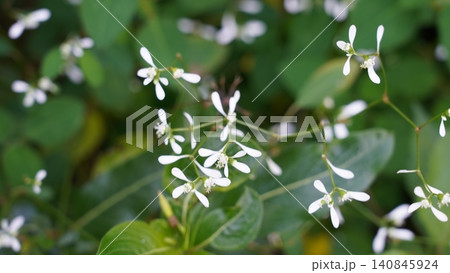 Euphorbia leucocephala Plant with White Flowers Euphorbia leucocephala Plant with White Flowers 140845924