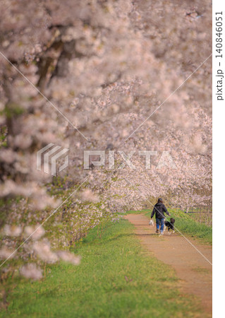 満開の桜が優しく降り注ぐ並木道で犬との暮らしや散歩を楽しむ幸せな時間 満開の桜が優しく降り注ぐ並木道で犬との暮らしや散歩を楽しむ幸せな時間 140846051