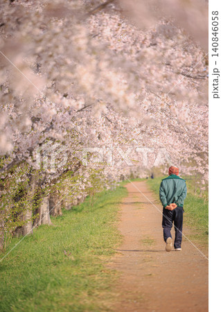 満開に咲き誇る美しい桜並木のトンネルが続く小道をのんびりと散歩するシニア男性の後ろ姿 140846058