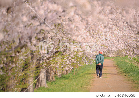 春の柔らかな光に包まれた余市の桜並木を穏やかに歩く高齢男性と日本ののどかな春景色 春の柔らかな光に包まれた余市の桜並木を穏やかに歩く高齢男性と日本ののどかな春景色 140846059