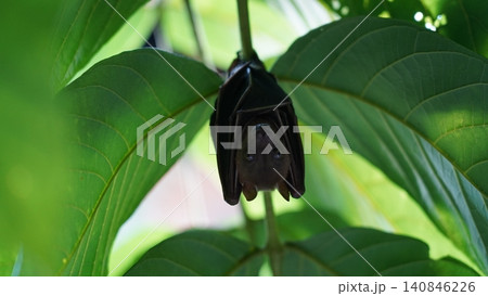 Adorable Bat Hanging Upside Down Among Green Leaves Adorable Bat Hanging Upside Down Among Green Leaves 140846226