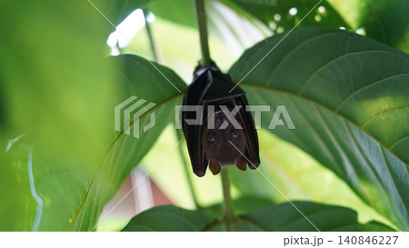 Cute Flying Fox Hanging Upside Down in Lush Green Tree 140846227