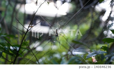 Golden Orb Weaver Spider in its Web Amidst Greenery Golden Orb Weaver Spider in its Web Amidst Greenery 140846236