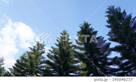 Araucaria heterophylla Norfolk Island Pine Trees 140846237