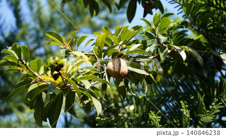 Sapodilla Tree With Fruit Close Up Sapodilla Tree With Fruit Close Up 140846238