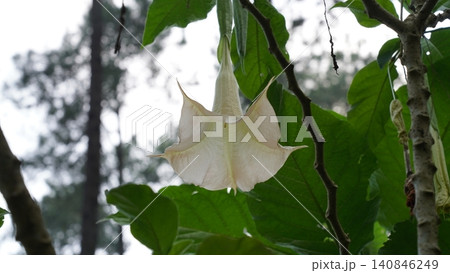 Datura Flower Close Up Angel's Trumpet Blossom 140846249