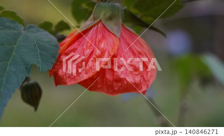 Indian Mallow Abutilon Pictum Flower Close Up Photography Indian Mallow Abutilon Pictum Flower Close Up Photography 140846271