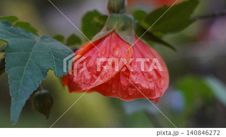 Close up of a Redvein Abutilon Flower Close up of a Redvein Abutilon Flower 140846272