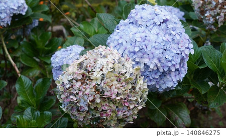Hydrangea Flowers in Bloom Garden Photography Hydrangea Flowers in Bloom Garden Photography 140846275