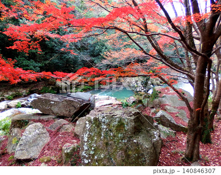 石垣の前の紅葉と落ち葉 石垣の前の紅葉と落ち葉 140846307
