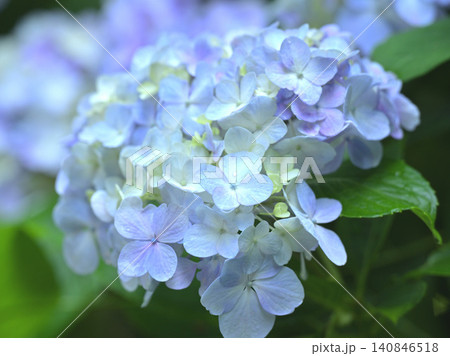 鎌倉・妙本寺に咲く淡いブルーのアジサイ(紫陽花)のクローズアップ 鎌倉・妙本寺に咲く淡いブルーのアジサイ(紫陽花)のクローズアップ 140846518