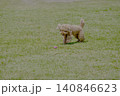 野原で遊ぶトイプードル 140846623