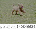 野原で遊ぶトイプードル 140846624