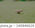 野原で遊ぶトイプードル 140846626