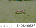 野原で遊ぶトイプードル 140846627