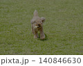 野原で遊ぶトイプードル 140846630