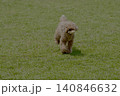 野原で遊ぶトイプードル 140846632