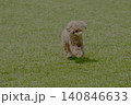 野原で遊ぶトイプードル 140846633