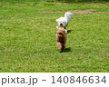 野原で遊ぶトイプードル 140846634