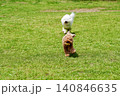 野原で遊ぶトイプードル 140846635