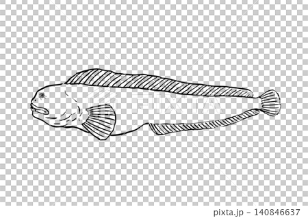 Line drawing illustration of a wolf eel Line drawing illustration of a wolf eel 140846637