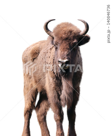 European bison (Bison bonasus). Wild auroch. Wisent (Bos bonasus) looks at the camera. A young male zubr. Isolated on white background European bison (Bison bonasus). Wild auroch. Wisent (Bos bonasus) looks at the camera. A young male zubr. Isolated on white background 140846736