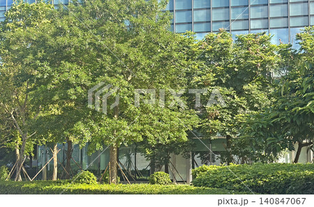 Lush green trees in front of a modern glass building on a sunny day Lush green trees in front of a modern glass building on a sunny day 140847067