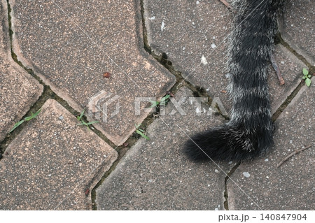 The image shows a cat's tail that is broken, with the tip shaped like the letter L. 140847904