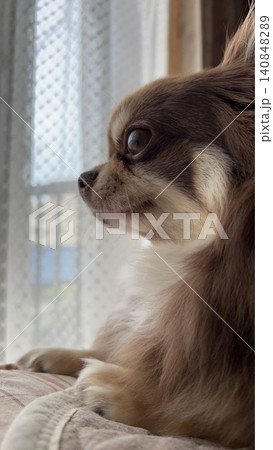 静かな時間を楽しむ愛犬 静かな時間を楽しむ愛犬 140848289