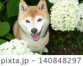 アジサイ畑で遊ぶ柴犬　可愛い柴犬　柴犬茜 140848297