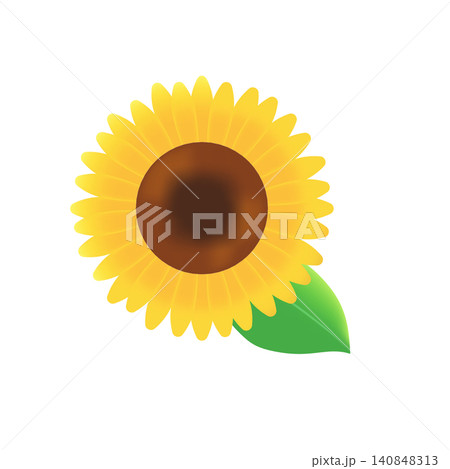 満開のシンプルな黄色いひまわりの花 夏素材 満開のシンプルな黄色いひまわりの花 夏素材 140848313