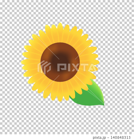 満開のシンプルな黄色いひまわりの花 夏素材 満開のシンプルな黄色いひまわりの花 夏素材 140848313
