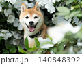 白い花の中で笑顔の柴犬　可愛い柴犬　柴犬茜 140848392