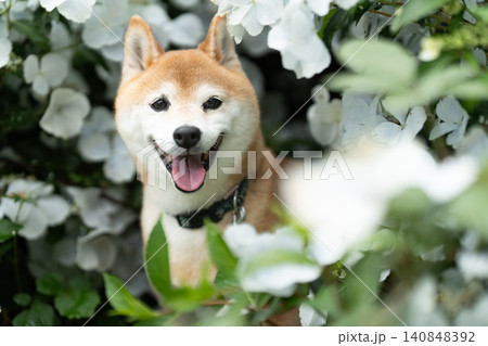 白い花の中で笑顔の柴犬　可愛い柴犬　柴犬茜 140848392