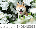 白い花の中で笑顔の柴犬　可愛い柴犬　柴犬茜 140848393