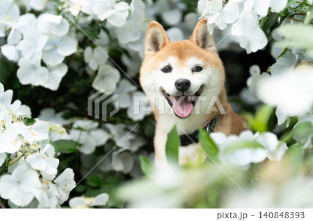 白い花の中で笑顔の柴犬　可愛い柴犬　柴犬茜 140848393