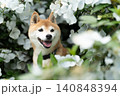 白い花の中で笑顔の柴犬　可愛い柴犬　柴犬茜 140848394