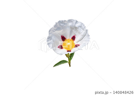 Cistus ladanifer, gum rockrose, labdanum or brown eyed rockrose flower isolated on white Cistus ladanifer, gum rockrose, labdanum or brown eyed rockrose flower isolated on white 140848426