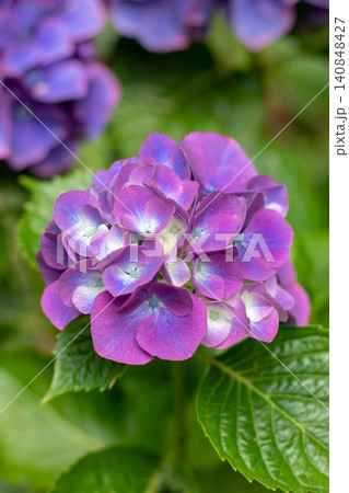 Purple Hydrangea macrophylla bloom with cream blue centers Purple Hydrangea macrophylla bloom with cream blue centers 140848427