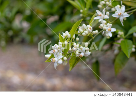 Garland like orange tree branch covered with blossoms and buds in spring Garland like orange tree branch covered with blossoms and buds in spring 140848441