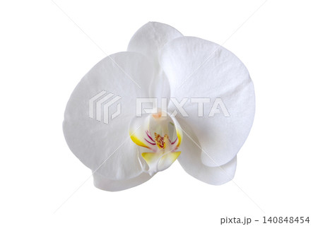 White phalaenopsis orchid flower macro isolated on white background White phalaenopsis orchid flower macro isolated on white background 140848454