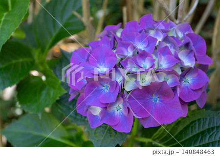 Close up of hydrangea flower cluster with purple blue and cream petals 140848463