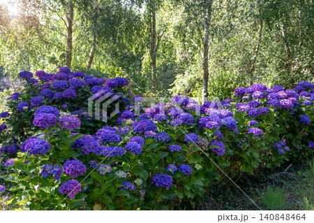 Purple blue hydrangeas lining a birch tree avenue in a woodland garden Purple blue hydrangeas lining a birch tree avenue in a woodland garden 140848464