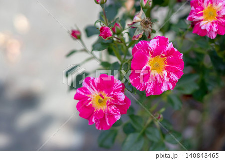 Pink striped rose flowers with yellow centers and glossy foliage Pink striped rose flowers with yellow centers and glossy foliage 140848465