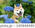 紫陽花と柴犬　可愛い柴犬　柴犬茜 140848480