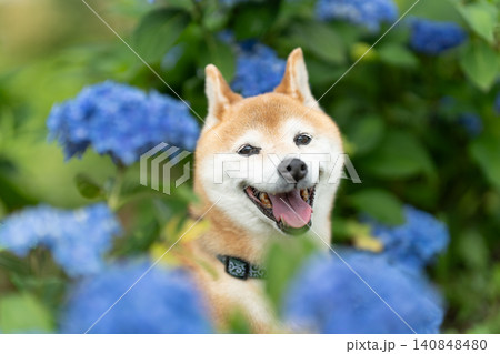 紫陽花と柴犬 可愛い柴犬 柴犬茜 紫陽花と柴犬 可愛い柴犬 柴犬茜 140848480