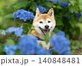 紫陽花と柴犬　可愛い柴犬　柴犬茜 140848481
