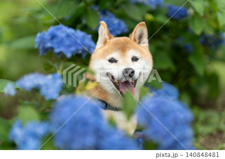 紫陽花と柴犬 可愛い柴犬 柴犬茜 紫陽花と柴犬 可愛い柴犬 柴犬茜 140848481