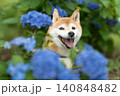 紫陽花と柴犬　可愛い柴犬　柴犬茜 140848482